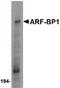 HECT, UBA And WWE Domain Containing E3 Ubiquitin Protein Ligase 1 antibody, PA5-20374, Invitrogen Antibodies, Western Blot image 