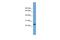 Achaete-Scute Family BHLH Transcription Factor 3 antibody, PA5-68843, Invitrogen Antibodies, Western Blot image 