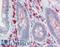 Claudin 6 antibody, LS-B9332, Lifespan Biosciences, Immunohistochemistry paraffin image 