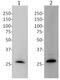 Transcription Factor A, Mitochondrial antibody, ab119684, Abcam, Western Blot image 