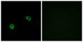 Adhesion G Protein-Coupled Receptor F5 antibody, abx015252, Abbexa, Western Blot image 