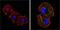 Eukaryotic translation initiation factor 2 subunit 1 antibody, MA1-079, Invitrogen Antibodies, Immunofluorescence image 