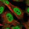 Kelch Domain Containing 3 antibody, NBP1-85196, Novus Biologicals, Immunofluorescence image 