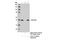 Cytochrome P450 Family 11 Subfamily A Member 1 antibody, 14217S, Cell Signaling Technology, Immunoprecipitation image 