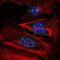 Mitogen-Activated Protein Kinase Kinase Kinase 2 antibody, GTX60504, GeneTex, Immunofluorescence image 