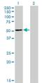 Zinc Finger And SCAN Domain Containing 31 antibody, H00064288-M03, Novus Biologicals, Western Blot image 