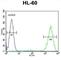 Prothymosin Alpha antibody, abx026432, Abbexa, Western Blot image 