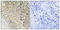 TPD52 Like 3 antibody, A16435-1, Boster Biological Technology, Immunohistochemistry frozen image 
