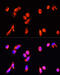 Annexin A3 antibody, 23-720, ProSci, Immunofluorescence image 