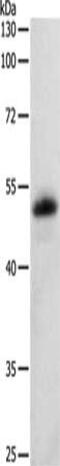 Serpin Family F Member 1 antibody, CSB-PA269266, Cusabio, Western Blot image 