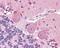 Solute Carrier Family 6 Member 3 antibody, 48-977, ProSci, Immunohistochemistry frozen image 