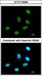 Regulation Of Nuclear Pre-MRNA Domain Containing 1A antibody, LS-C155458, Lifespan Biosciences, Immunofluorescence image 