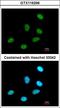 Regulation of nuclear pre-mRNA domain-containing protein 1A antibody, LS-C155458, Lifespan Biosciences, Immunofluorescence image 