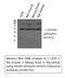 SMAD Family Member 3 antibody, A00059S425-1, Boster Biological Technology, Western Blot image 