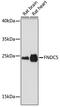 Fibronectin Type III Domain Containing 5 antibody, 18-295, ProSci, Western Blot image 