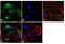 TIMP Metallopeptidase Inhibitor 2 antibody, MS608PABX, Invitrogen Antibodies, Immunofluorescence image 