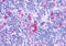 G Protein-Coupled Receptor 132 antibody, MBS246965, MyBioSource, Immunohistochemistry frozen image 