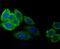 Serpin Family C Member 1 antibody, NBP2-76966, Novus Biologicals, Immunofluorescence image 