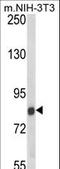 Threonine--tRNA ligase antibody, LS-C161707, Lifespan Biosciences, Western Blot image 