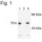 Tryptophan Hydroxylase 1 antibody, PA1-4645, Invitrogen Antibodies, Western Blot image 