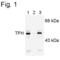 Tryptophan 5-hydroxylase 1 antibody, PA1-4645, Invitrogen Antibodies, Western Blot image 