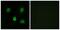 Abhydrolase Domain Containing 6 antibody, PA5-38999, Invitrogen Antibodies, Immunofluorescence image 