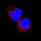 Mitogen-Activated Protein Kinase 4 antibody, MAB3914, R&D Systems, Immunofluorescence image 