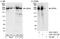 Ubiquitin Specific Peptidase 9 X-Linked antibody, A301-351A, Bethyl Labs, Western Blot image 