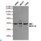 Mitogen-Activated Protein Kinase Kinase 1 antibody, LS-C813175, Lifespan Biosciences, Western Blot image 