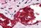 Solute Carrier Family 4 Member 1 (Diego Blood Group) antibody, NBP1-39786, Novus Biologicals, Immunohistochemistry paraffin image 