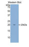 Mucin 4, Cell Surface Associated antibody, LS-C295444, Lifespan Biosciences, Western Blot image 