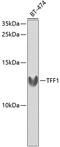 Trefoil Factor 1 antibody, 18-153, ProSci, Western Blot image 
