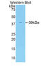 ArfGAP With Dual PH Domains 2 antibody, LS-C293283, Lifespan Biosciences, Western Blot image 