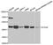 Autophagy Related 4A Cysteine Peptidase antibody, orb167197, Biorbyt, Western Blot image 