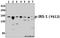 Insulin Receptor Substrate 1 antibody, A00268S612, Boster Biological Technology, Western Blot image 