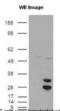 Amyloid Beta Precursor Protein Binding Family B Member 1 antibody, PA1-46191, Invitrogen Antibodies, Western Blot image 