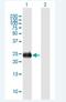 INS-IGF2 Readthrough antibody, H00723961-B01P-50ug, Novus Biologicals, Western Blot image 