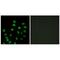 SCAN Domain Containing 1 antibody, PA5-49816, Invitrogen Antibodies, Immunofluorescence image 