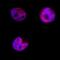 Basic Leucine Zipper ATF-Like Transcription Factor 3 antibody, AF7437, R&D Systems, Immunocytochemistry image 