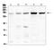 TEK Receptor Tyrosine Kinase antibody, A01274-1, Boster Biological Technology, Western Blot image 