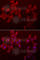 Chondromodulin antibody, A6644, ABclonal Technology, Immunofluorescence image 