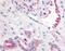 Platelet Derived Growth Factor Receptor Like antibody, NB110-55535, Novus Biologicals, Immunohistochemistry frozen image 