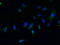 Cilia And Flagella Associated Protein 65 antibody, LS-C377884, Lifespan Biosciences, Immunofluorescence image 