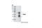 Mitochondrial Antiviral Signaling Protein antibody, 3993T, Cell Signaling Technology, Western Blot image 