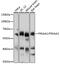 Protein Kinase AMP-Activated Catalytic Subunit Alpha 1 antibody, 16-906, ProSci, Western Blot image 