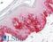 Autophagy Related 16 Like 1 antibody, LS-B8297, Lifespan Biosciences, Immunohistochemistry frozen image 
