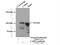 Leucyl-TRNA Synthetase 2, Mitochondrial antibody, 17097-1-AP, Proteintech Group, Immunoprecipitation image 