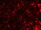 Transmembrane Protein 38B antibody, NBP1-77093, Novus Biologicals, Immunocytochemistry image 