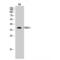 CAMP Responsive Element Binding Protein 1 antibody, LS-C382901, Lifespan Biosciences, Western Blot image 