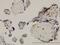 TEA Domain Transcription Factor 4 antibody, H00007004-M12, Novus Biologicals, Immunohistochemistry paraffin image 